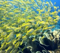 海底世界4K-令人难以置信的多彩海洋生物_Underwater World 4K - Incredible Colorful Ocean Life _ Marine Life _ Scenic Relaxation Film