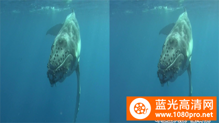 [3D高清] [2008][英国][纪录片/短片][海豚与鲸][3D左右半宽风光无限啊][1080P-4.08G][MKV]DTS-4.jpg