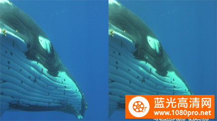 [3D高清] [2008][英国][纪录片/短片][海豚与鲸][3D左右半宽风光无限啊][1080P-4.08G][MKV]DTS-2.jpg