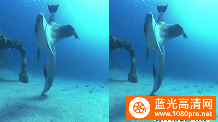 [2009][德国][记录][深蓝色海洋里的海豚][3D左右半宽][1080P-5.81G][MKV]DTS 3D电影