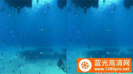 [3D高清] [2009][德国][记录][深蓝色海洋里的海豚][3D左右半宽][1080P-5.81G][MKV]DTS-1.jpg