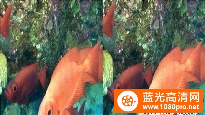 [2012][英国][纪录片][埃及海底珊瑚礁探险之旅/埃及海下的珊瑚礁探险之旅][3D左右半宽]][1080P-6.46G][MKV]DTS-3.jpg