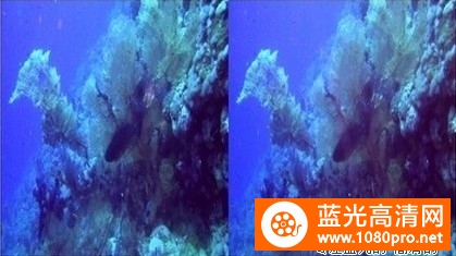 [2012][英国][纪录片][埃及海底珊瑚礁探险之旅/埃及海下的珊瑚礁探险之旅][3D左右半宽]][1080P-6.46G][MKV]DTS-5.jpg
