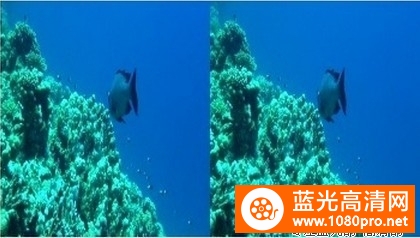 [2012][英国][纪录片][埃及海底珊瑚礁探险之旅/埃及海下的珊瑚礁探险之旅][3D左右半宽]][1080P-6.46G][MKV]DTS-6.jpg