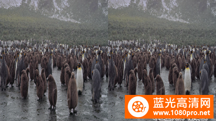 [2012][英国][纪录片][企鹅王3D][3D左右半宽][有种帝企鹅日记的感觉][1080P-7.8G][MKV]DTS-8.jpg