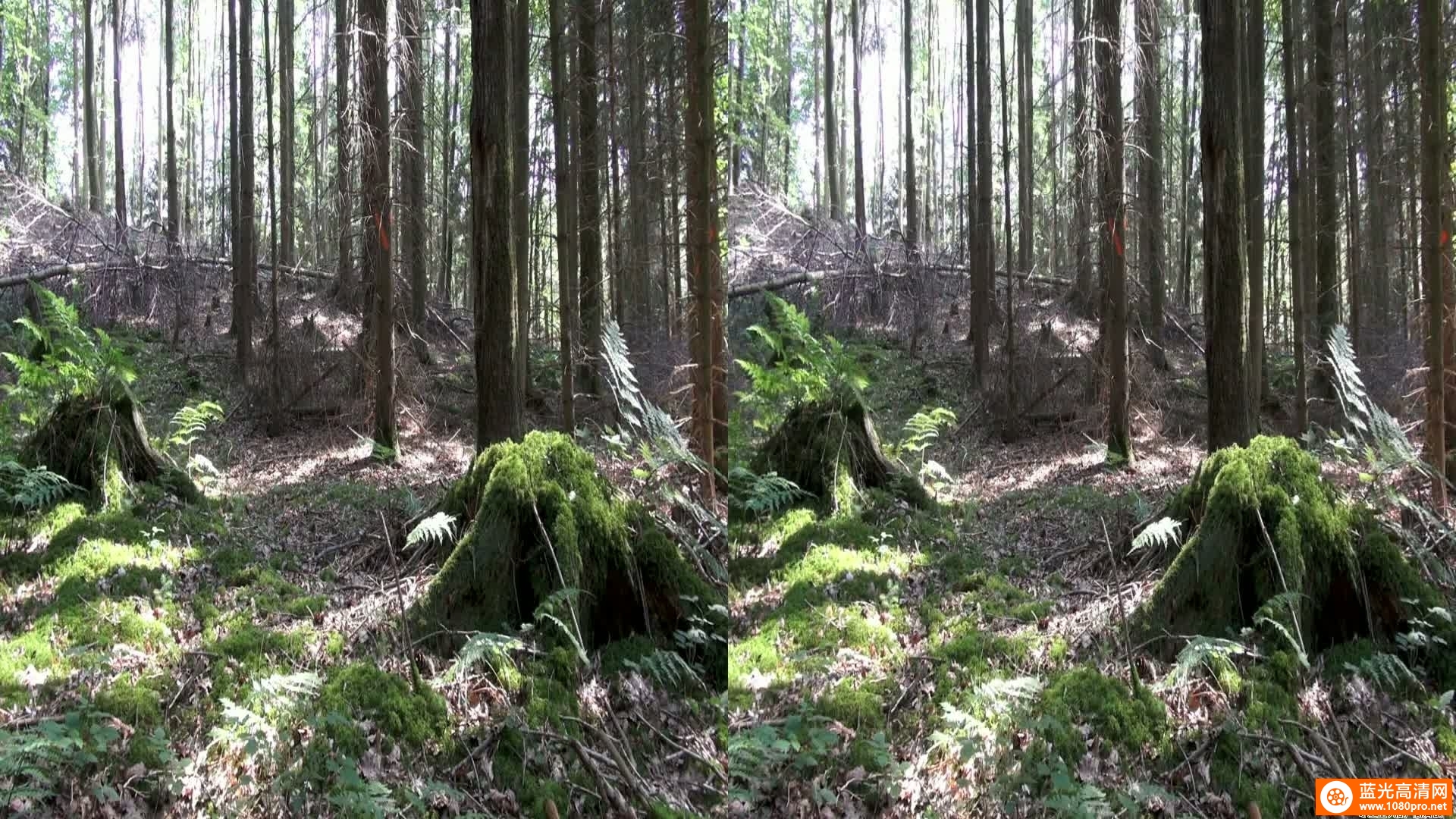 [3D高清] [2011][德国][纪录片][纯净的大自然:德意志森林][3D左右半宽][1080P-3.81G][MKV]DTS-2.jpg