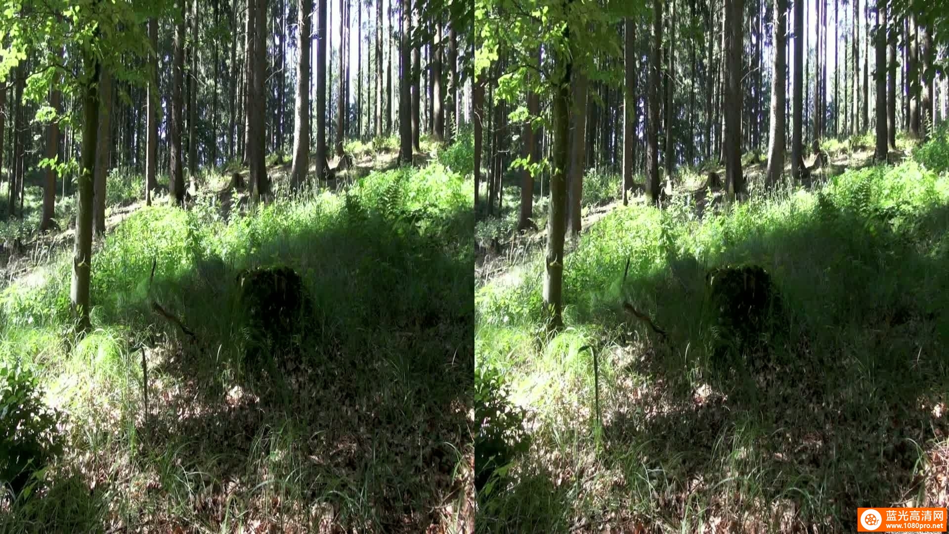 [3D高清] [2011][德国][纪录片][纯净的大自然:德意志森林][3D左右半宽][1080P-3.81G][MKV]DTS-3.jpg