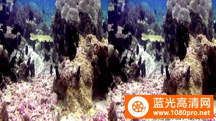 [3D高清] [2013][美国][纪录片]珊瑚礁: 印度太平洋的魔法[3D左右半宽][1080P-5.06G][MKV]DTS-2.jpg