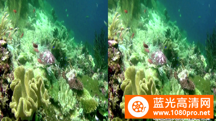 [3D高清] [2013][美国][纪录片]珊瑚礁: 印度太平洋的魔法[3D左右半宽][1080P-5.06G][MKV]DTS-3.jpg