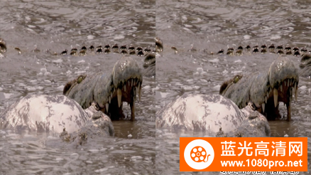 [2013][中国][纪录片][鳄鱼盛宴][3D左右半宽][1080P-5.82G][MKV]DTS