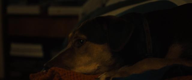 一条狗的回家路 A.Dogs.Way.Home.2019.1080p.BluRay.AVC.DTS-HD.MA.5.1-FGT 32.08GB-2.jpg