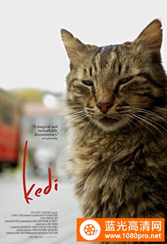 伊斯坦布尔的猫/爱猫之城 Kedi.2016.1080p.BluRay.x264-NODLABS 6.57GB-1.jpg