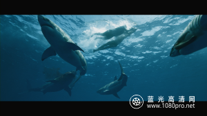 孤筏重洋 Kon-Tiki.2012.Blu-ray.Remux.1080p.AVC.DTS-HD.MA.7.1-HDRemuX 29.75G-9.jpg