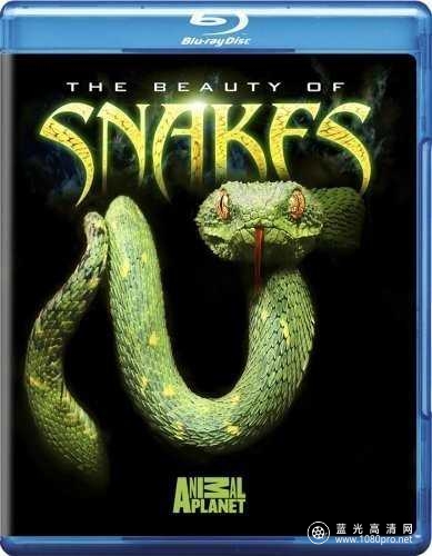 蛇之惊艳 The.Beauty.of.Snakes.2008.1080i.Blu-ray.REMUX.AVC.DD.5.1-CHD 7.1 GB-1.jpg
