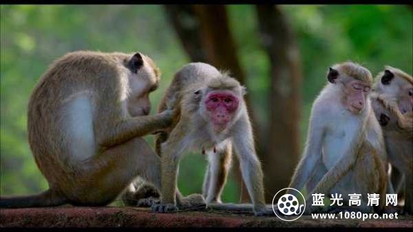 猴子王国 Monkey.Kingdom.2015.DOCU.1080p.BluRay.REMUX.AVC.DTS-HD.MA.5.1-RARBG 21GB-2.jpg