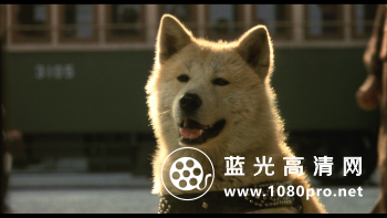 忠犬八公物语[国粤日简繁]1987 BluRay REMUX 1080p AVC LPCM2.0-HDS 22GB-5.jpg