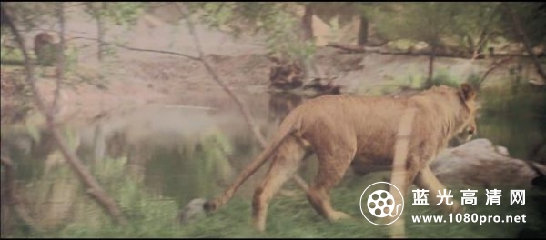 咆哮/顽皮的动物 Roar.1981.1080p.BluRay.x264-SADPANDA 7.65GB-2.png