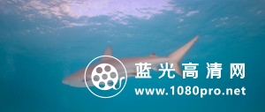 鲨鱼 Sharks.2018.DOCU.1080p.BluRay.x264-EHD 4.45GB-4.jpg