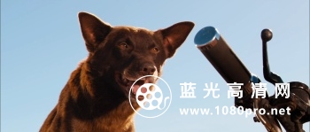 [红犬历险记] Red.Dog.2011.BluRay.720p.DTS.x264-CHD 4.36G-1.jpg