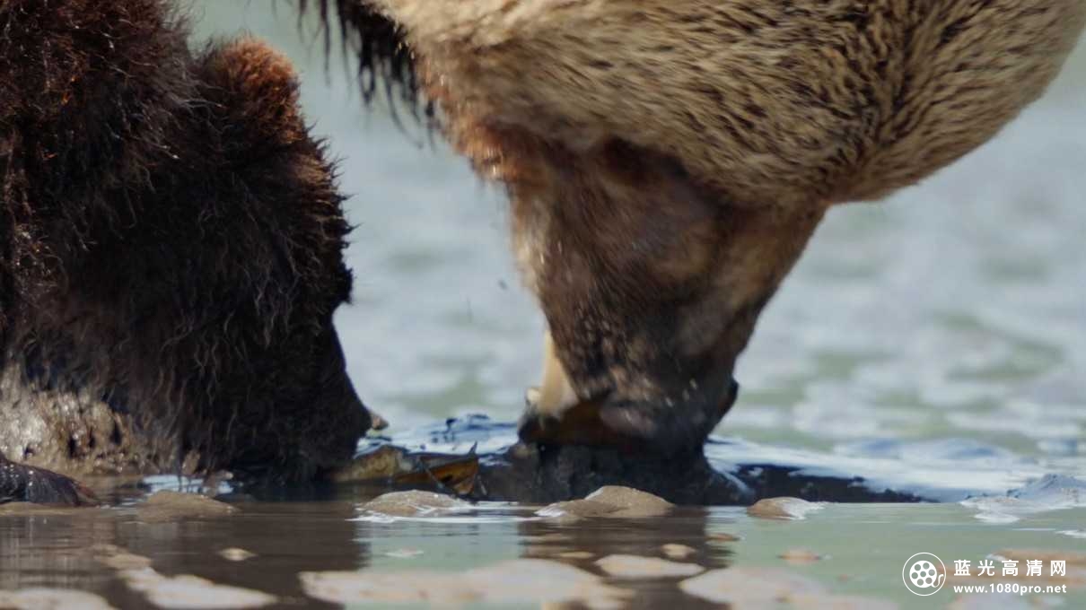 熊/阿拉斯加的棕熊/熊世界 Bears.2014.720p.BluRay.x264.DTS-RARBG 3.82GB-3.jpg