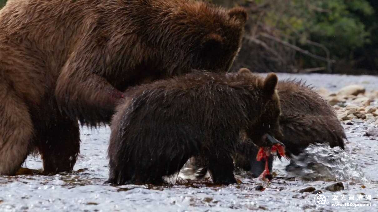 熊/阿拉斯加的棕熊/熊世界 Bears.2014.720p.BluRay.x264.DTS-RARBG 3.82GB-5.jpg