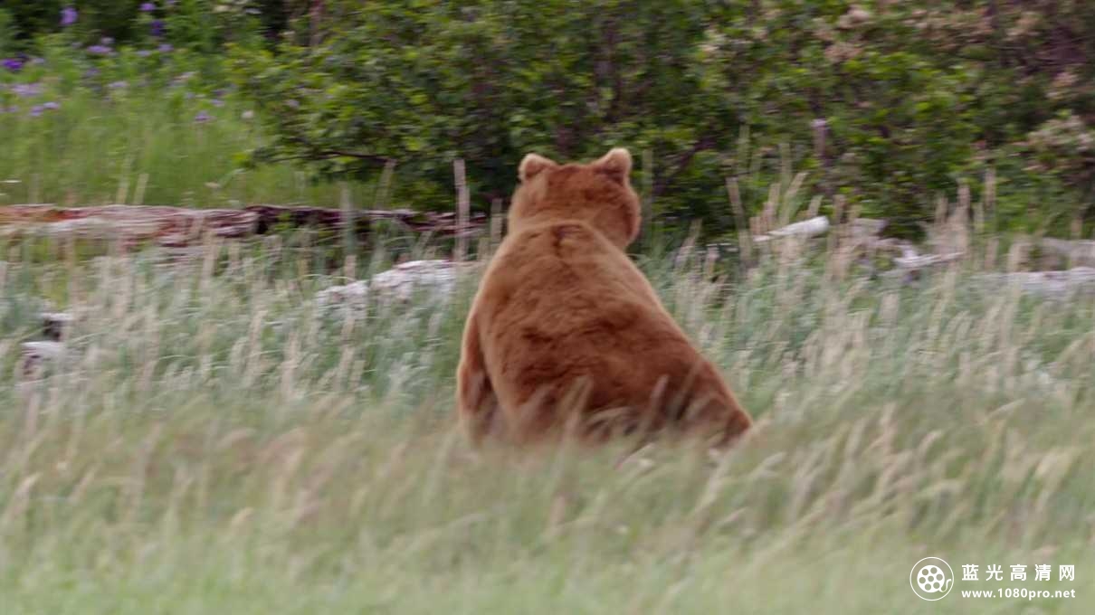 熊/阿拉斯加的棕熊/熊世界 Bears.2014.DOCU.720p.BluRay.x264-EVO 3.98GB-4.jpg