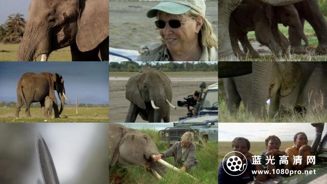 自然:大象“回声”的回忆 2010.720p.BluRay.x264-SADPANDA 2.19GB-2.jpg