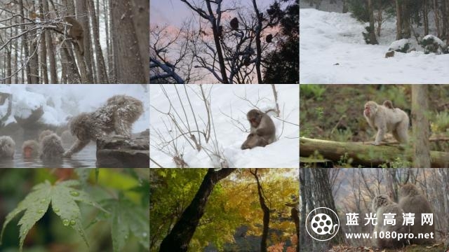 Nature.Snow.Monkeys.2014.720p.BluRay.x264-SADPANDA 2.19GB-2.jpg