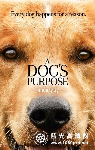 一条狗的使命/为了与你相遇 A.Dogs.Purpose.2017.1080p.BluRay.REMUX.AVC.DTS-HD.MA.5.1-FGT 27.34GB-1.jpg