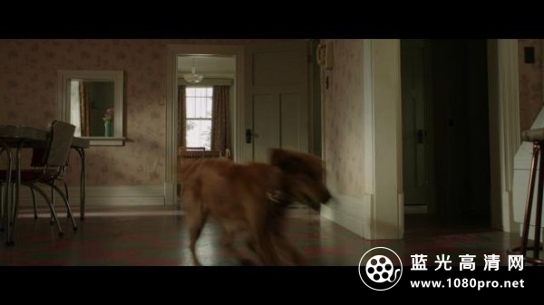 一条狗的使命/为了与你相遇 A.Dogs.Purpose.2017.1080p.BluRay.REMUX.AVC.DTS-HD.MA.5.1-FGT 27.34GB-4.png