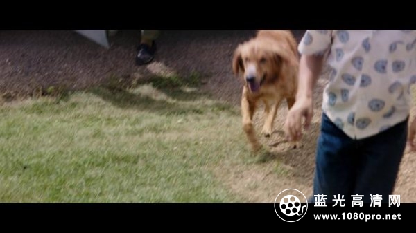 一条狗的使命/为了与你相遇 A.Dogs.Purpose.2017.1080p.BluRay.REMUX.AVC.DTS-HD.MA.5.1-FGT 27.34GB-3.png