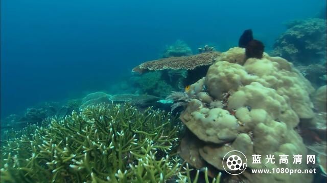 赤道系列:丰富的珊瑚礁/深海迷宫 Discovery.Channel.Equator.Reefs.of.Riches.2009.1080p.BluRay.x264-aAF 3.28GB-2.png