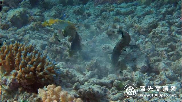 赤道系列:丰富的珊瑚礁/深海迷宫 Discovery.Channel.Equator.Reefs.of.Riches.2009.1080p.BluRay.x264-aAF 3.28GB-7.png