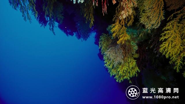 海底世界3D/海底猎奇 IMAX.Under.The.Sea.2009.1080p.BluRay.x264-Cartier 4.37GB-5.png
