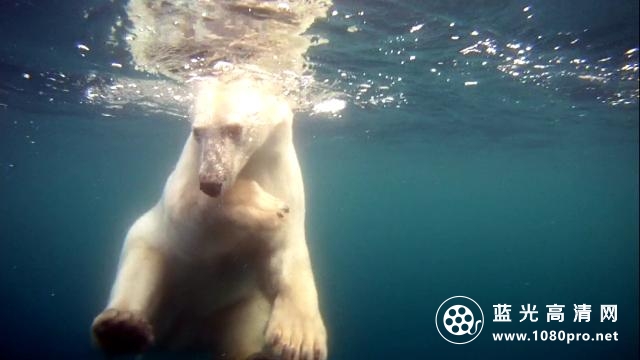 北极熊:一个夏天的奥德赛 Polar.Bears.A.Summer.Odysseys.2012.1080p.BluRay.x264-NORDiCHD 4.37GB-3.png