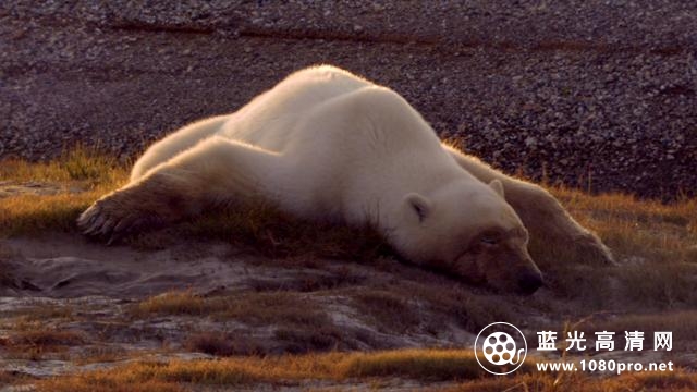 北极熊:一个夏天的奥德赛 Polar.Bears.A.Summer.Odysseys.2012.1080p.BluRay.x264-NORDiCHD 4.37GB-5.png