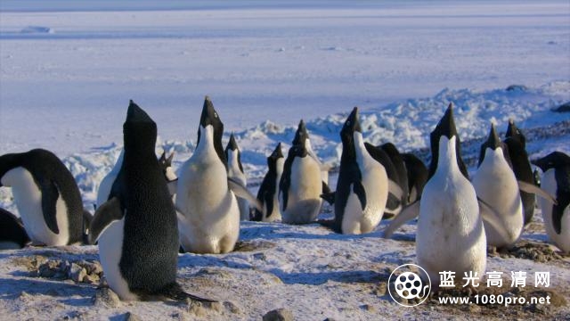 企鹅/企鹅小萌萌 Penguins.2019.1080p.WEBRip.x264-RARBG 1.45GB-3.png