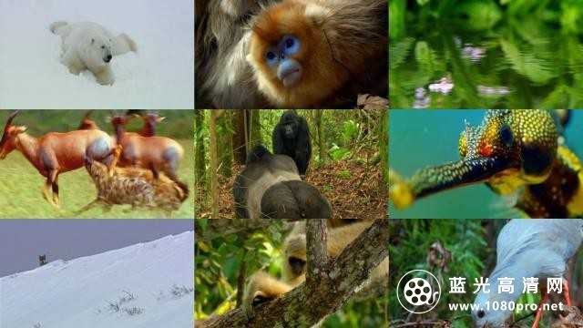 Nature.Love.in.the.Animal.Kingdom.2013.720p.BluRay.x264-SADPANDA 2.19GB-2.jpg