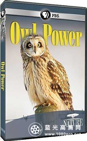 自然:神力猫头鹰 Nature.Owl.Power.2015.720p.BluRay.x264-SADPANDA 2.18GB-1.jpg