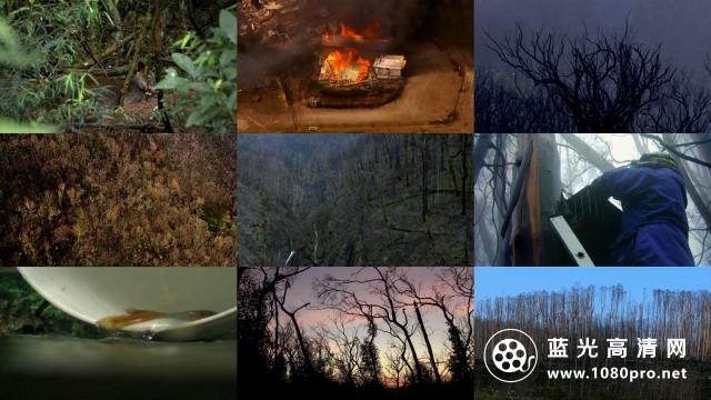 自然:大火幸存者 Nature.Survivors.of.the.Firestorm.2011.720p.BluRay.x264-SADPANDA 2.18GB-2.jpg
