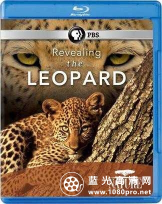 自然:揭密美洲豹 Nature.Revealing.the.Leopard.2010.720p.BluRay.x264-SADPANDA 2.18GB-1.jpg