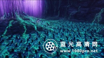 阿凡达[加长收藏版].Avatar.Extended.Colectors.Edition.2010.720p.BluRay.x264.DTS-WiKi 12GB-6.jpg