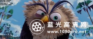 愤怒的小鸟 The.Angry.Birds.Movie.2016.BluRay.720p.DTS.AC3.x264-ETRG 3.6GB-6.jpg