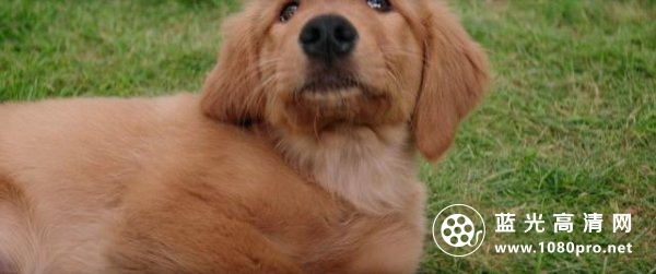 一条狗的使命/为了与你相遇 A.Dogs.Purpose.2017.720p.BluRay.x264.DTS-HDC 4.41GB-2.png