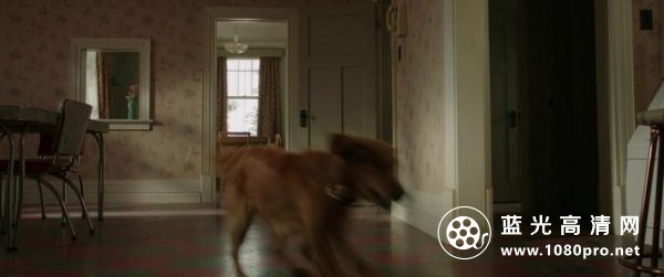 一条狗的使命/为了与你相遇 A.Dogs.Purpose.2017.720p.BluRay.x264.DTS-HDC 4.41GB-4.png