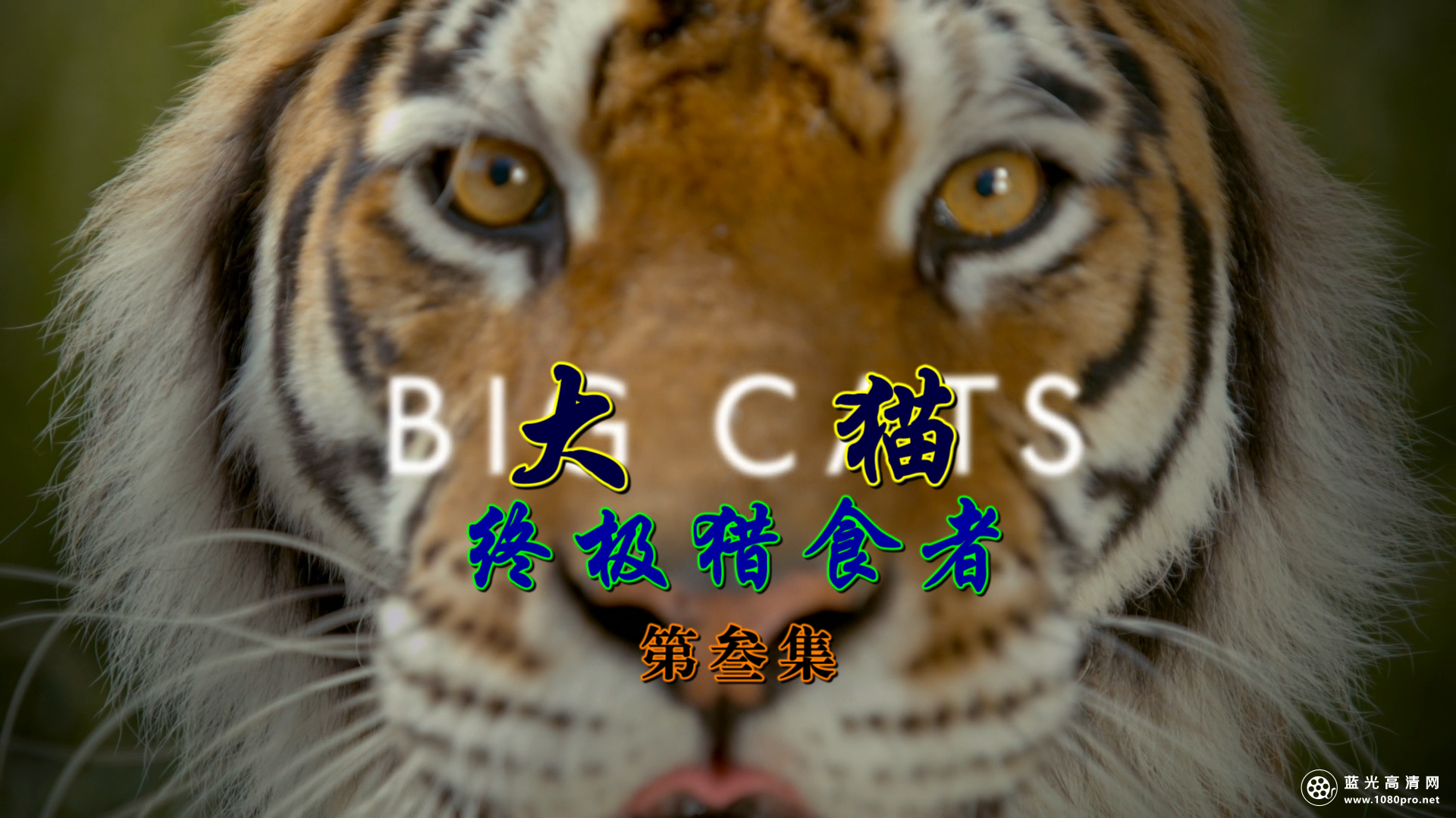 BBC：[大猫：终极猎食者][第壹季/全叁集]【DTS刘琮国语】[简繁双语特效]Big.Cats.S01EP03.2018.1080p.AMZN.WEB.H264.dts-5.1-DVB@szsddqwx 16.48GB-2.png