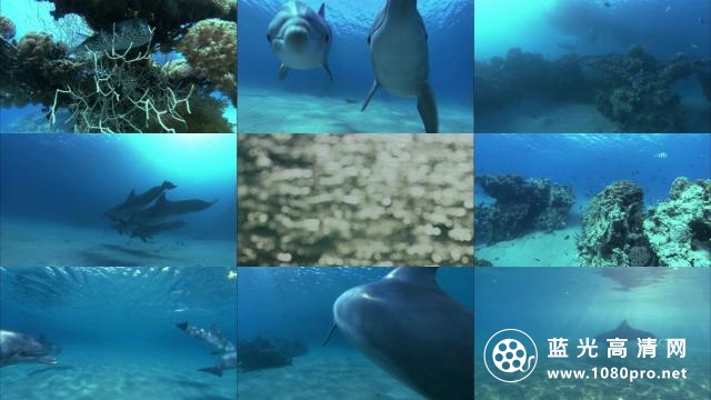 深蓝色海洋里的海豚 Dolphins.in.the.Deep.Blue.Ocean.2009.1080p.BluRay.x264-PussyFoot 5.47GB-2.png