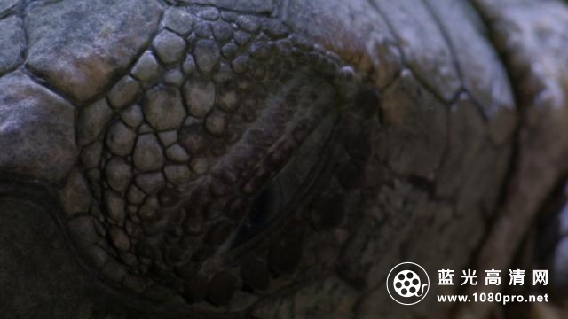 海龟奇妙之旅/在海里飞翔 Turtle.The.Incredible.Journey.2009.1080p.BluRay.x264.DTS-HDC 6.56GB-4.png