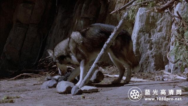 白狼勇士 White.Fang.2.Myth.of.the.White.Wolf.1994.1080p.AMZN.WEBRip.DDP5.1.x264-SiGMA 8.97GB-7.png