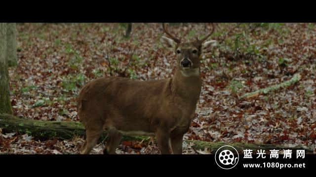 白尾鹿猎手的遗产/北美小鹿猎人传奇 The.Legacy.of.a.Whitetail.Deer.Hunter.2018.1080p.NF.WEBRip.DD5.1.x ...